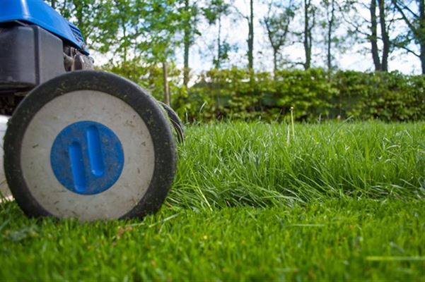 Guide: sådan får du nyt liv i din have